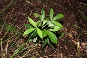 <strong>Rutaceae - Melicope borbonica - (Bory) T.G.Hartley</strong><br />© Sarrailh Jean-Michel / CIRAD