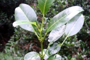 <strong>Rutaceae - Melicope borbonica - (Bory) T.G.Hartley</strong><br />© Sarrailh Jean-Michel / CIRAD