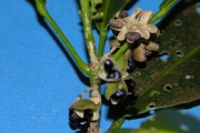 <strong>Rutaceae - Melicope borbonica - (Bory) T.G.Hartley</strong><br />© Sarrailh Jean-Michel / CIRAD