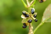 <strong>Rutaceae - Melicope borbonica - (Bory) T.G.Hartley</strong><br />© Sarrailh Jean-Michel / CIRAD
