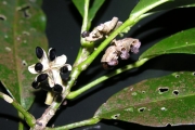 <strong>Rutaceae - Melicope borbonica - (Bory) T.G.Hartley</strong><br />© Sarrailh Jean-Michel / CIRAD