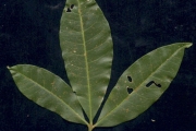 <strong>Rutaceae - Melicope obtusifolia - (DC.) T.G.Hartley</strong><br />© Sarrailh Jean-Michel / CIRAD