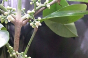 <strong>Rutaceae - Melicope obtusifolia - (DC.) T.G.Hartley</strong><br />© Sarrailh Jean-Michel / CIRAD