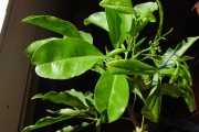 <strong>Rutaceae - Melicope obtusifolia - (DC.) T.G.Hartley</strong><br />© Sarrailh Jean-Michel / CIRAD