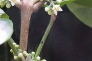 <strong>Rutaceae - Melicope obtusifolia - (DC.) T.G.Hartley</strong><br />© Sarrailh Jean-Michel / CIRAD