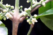 <strong>Rutaceae - Melicope obtusifolia - (DC.) T.G.Hartley</strong><br />© Sarrailh Jean-Michel / CIRAD