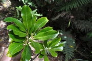 <strong>Rutaceae - Melicope obtusifolia - (DC.) T.G.Hartley</strong><br />© Sarrailh Jean-Michel / CIRAD