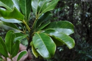 <strong>Rutaceae - Melicope obtusifolia - (DC.) T.G.Hartley</strong><br />© Sarrailh Jean-Michel / CIRAD