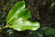 <strong>Rutaceae - Melicope obtusifolia - (DC.) T.G.Hartley</strong><br />© Sarrailh Jean-Michel / CIRAD