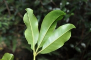 <strong>Rutaceae - Melicope obtusifolia - (DC.) T.G.Hartley</strong><br />© Sarrailh Jean-Michel / CIRAD