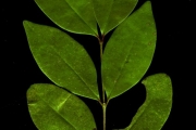 <strong>Memecylaceae - Memecylon confusum - Blume</strong><br />© Sarrailh Jean-Michel / CIRAD