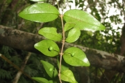 <strong>Memecylaceae - Memecylon confusum - Blume</strong><br />© Madaule Tiana