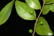 <strong>Memecylaceae - Memecylon confusum - Blume</strong><br />© Sarrailh Jean-Michel / CIRAD