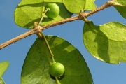 <strong>Memecylaceae - Memecylon confusum - Blume</strong><br />© Sarrailh Jean-Michel / CIRAD