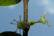 <strong>Memecylaceae - Memecylon confusum - Blume</strong><br />© Sarrailh Jean-Michel / CIRAD