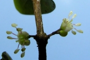 <strong>Memecylaceae - Memecylon confusum - Blume</strong><br />© Sarrailh Jean-Michel / CIRAD