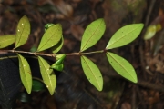 <strong>Memecylaceae - Memecylon confusum - Blume</strong><br />© Sarrailh Jean-Michel / CIRAD