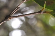 <strong>Memecylaceae - Memecylon confusum - Blume</strong><br />© Sarrailh Jean-Michel / CIRAD