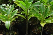 <strong>Sapotaceae - Mimusops maxima - (Poir.) Vaughan</strong><br />© Sarrailh Jean-Michel / CIRAD