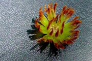 <strong>Sapotaceae - Mimusops maxima - (Poir.) Vaughan</strong><br />© Sarrailh Jean-Michel / CIRAD