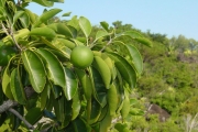 <strong>Sapotaceae - Mimusops maxima - (Poir.) Vaughan</strong><br />© Sarrailh Jean-Michel / CIRAD