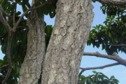 <strong>Sapotaceae - Mimusops maxima - (Poir.) Vaughan</strong><br />© Sarrailh Jean-Michel / CIRAD
