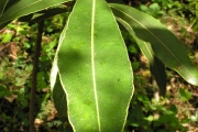 <strong>Sapotaceae - Mimusops maxima - (Poir.) Vaughan</strong><br />© Sarrailh Jean-Michel / CIRAD