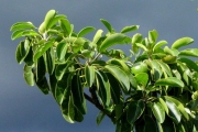 <strong>Sapotaceae - Mimusops maxima - (Poir.) Vaughan</strong><br />© Sarrailh Jean-Michel / CIRAD