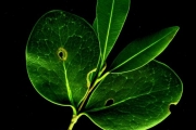 <strong>Sapotaceae - Mimusops maxima - (Poir.) Vaughan</strong><br />© Sarrailh Jean-Michel / CIRAD