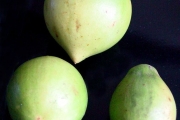 <strong>Sapotaceae - Mimusops maxima - (Poir.) Vaughan</strong><br />© Sarrailh Jean-Michel / CIRAD