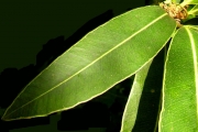 <strong>Sapotaceae - Mimusops maxima - (Poir.) Vaughan</strong><br />© Sarrailh Jean-Michel / CIRAD
