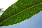 <strong>Sapotaceae - Mimusops maxima - (Poir.) Vaughan</strong><br />© Sarrailh Jean-Michel / CIRAD