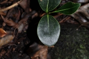 <strong>Sapotaceae - Mimusops maxima - (Poir.) Vaughan</strong><br />© Sarrailh Jean-Michel / CIRAD
