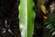 <strong>Sapotaceae - Mimusops maxima - (Poir.) Vaughan</strong><br />© Sarrailh Jean-Michel / CIRAD