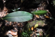<strong>Sapotaceae - Mimusops maxima - (Poir.) Vaughan</strong><br />© Sarrailh Jean-Michel / CIRAD
