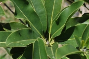 <strong>Sapotaceae - Mimusops maxima - (Poir.) Vaughan</strong><br />© Sarrailh Jean-Michel / CIRAD