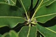 <strong>Sapotaceae - Mimusops maxima - (Poir.) Vaughan</strong><br />© Sarrailh Jean-Michel / CIRAD
