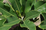 <strong>Sapotaceae - Mimusops maxima - (Poir.) Vaughan</strong><br />© Sarrailh Jean-Michel / CIRAD
