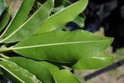 <strong>Sapotaceae - Mimusops maxima - (Poir.) Vaughan</strong><br />© Sarrailh Jean-Michel / CIRAD
