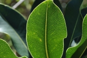 <strong>Sapotaceae - Mimusops maxima - (Poir.) Vaughan</strong><br />© Sarrailh Jean-Michel / CIRAD