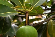 <strong>Sapotaceae - Mimusops maxima - (Poir.) Vaughan</strong><br />© Sarrailh Jean-Michel / CIRAD