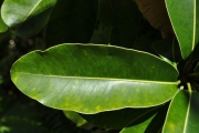 <strong>Sapotaceae - Mimusops maxima - (Poir.) Vaughan</strong><br />© Sarrailh Jean-Michel / CIRAD