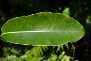 <strong>Sapotaceae - Mimusops maxima - (Poir.) Vaughan</strong><br />© Sarrailh Jean-Michel / CIRAD