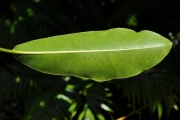 <strong>Sapotaceae - Mimusops maxima - (Poir.) Vaughan</strong><br />© Sarrailh Jean-Michel / CIRAD