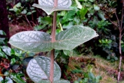 <strong>Monimiaceae - Monimia amplexicaulis - Lorence</strong><br />© Sarrailh Jean-Michel / CIRAD