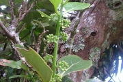 <strong>Monimiaceae - Monimia rotundifolia - Thouars</strong><br />© Sarrailh Jean-Michel / CIRAD