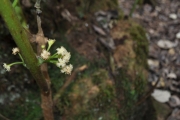 <strong>Monimiaceae - Monimia rotundifolia - Thouars</strong><br />© Sarrailh Jean-Michel / CIRAD