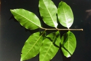 <strong>Sapindaceae - Molinaea alternifolia - Willd.</strong><br />© Sarrailh Jean-Michel / CIRAD