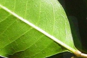 <strong>Sapindaceae - Molinaea alternifolia - Willd.</strong><br />© Sarrailh Jean-Michel / CIRAD