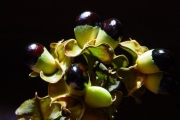 <strong>Sapindaceae - Molinaea alternifolia - Willd.</strong><br />© Sarrailh Jean-Michel / CIRAD